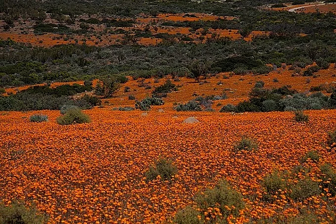 Namaqua National Park: wonderful blossoming desert of South Africa