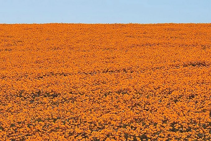 the wonderful blossoming desert of South Africa