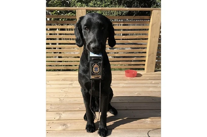 Dog Prince on his Police Badge