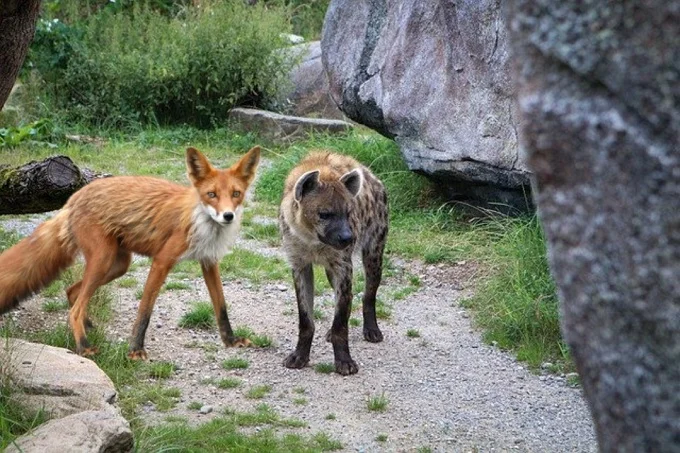 African fairy tales: How the Fox deceived the Hyena