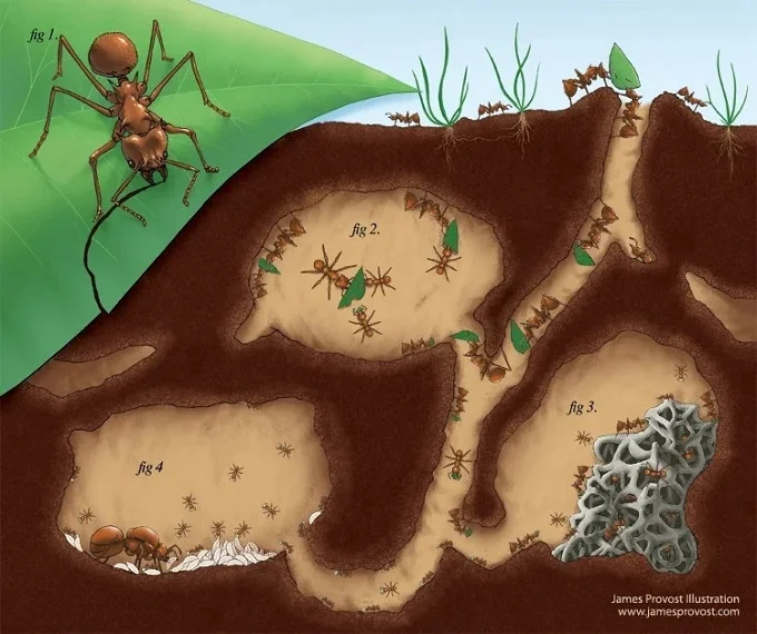To protect the queen, the ants build strong chambers.