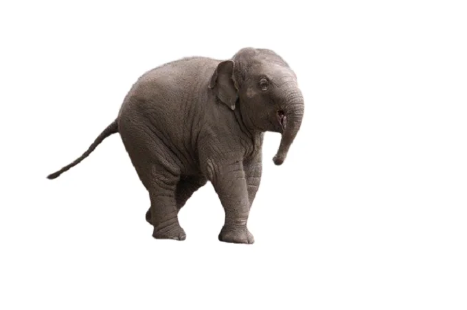 African fairy tales: Stubborn baby elephant