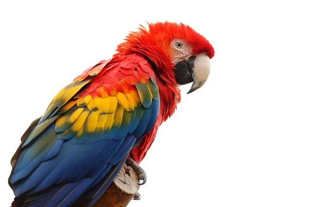 African fairy tales: why does a parrot have a crooked beak?