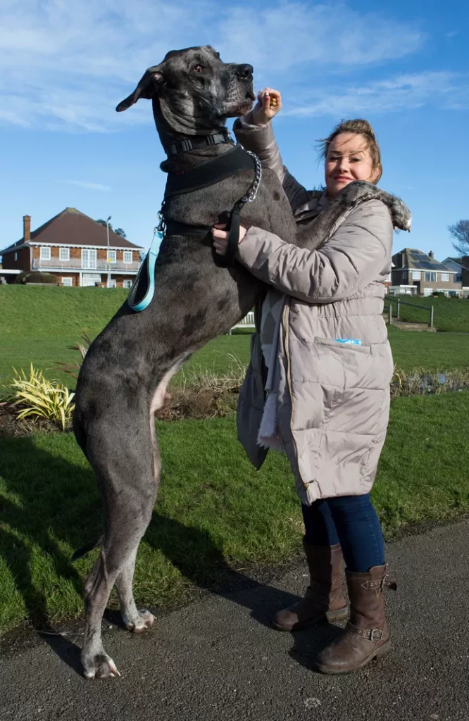 Freddy, the largest dog in the world.