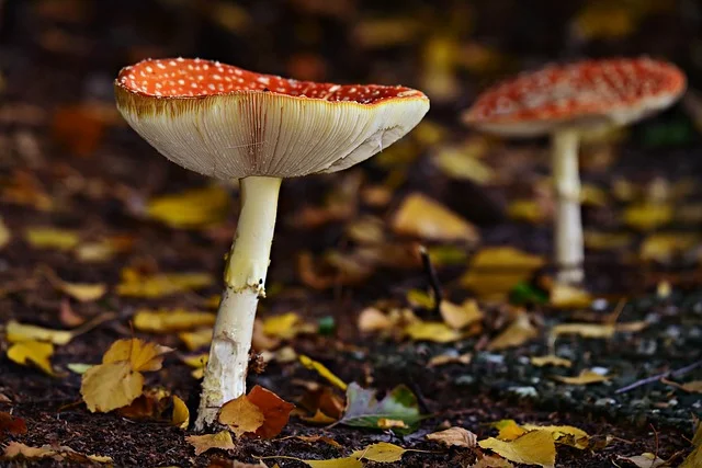 Earth’s oldest organisms: mushrooms know how to “cause” rain