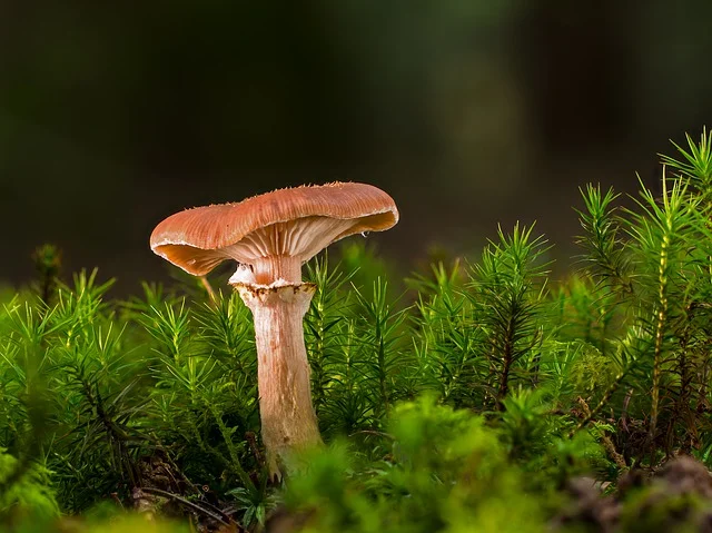 Earth’s oldest organisms: mushrooms know how to “cause” rain