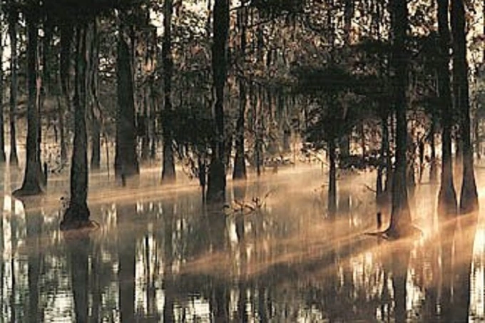 Manchac swamp, Louisiana, USA