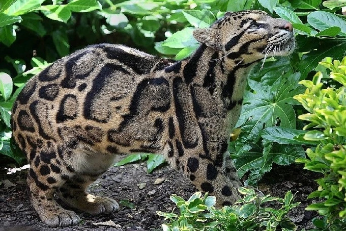 spotted rare representative of the cat – a smoky leopard
