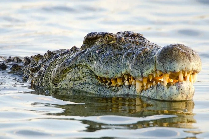 Is Gustave, the man-eater crocodile still alive?