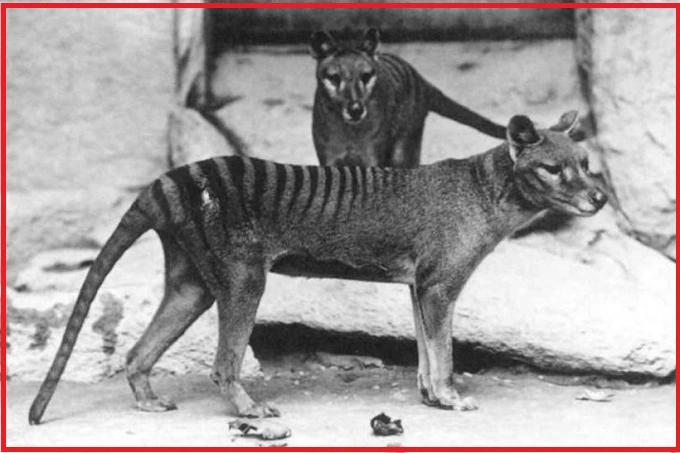 The Thylacines