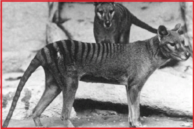 Why do Thylacines disappear?