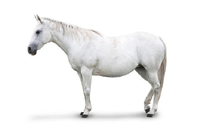 White horses in mythology