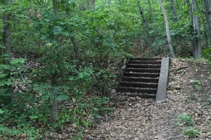 Mysterious stairs tucked away in the woods