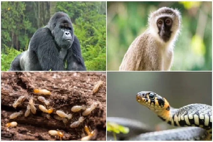 Top 5 times animals accuse of swallowing money in Nigeria