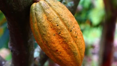 Cocoa production in Africa: To 5 dominating countries in Africa