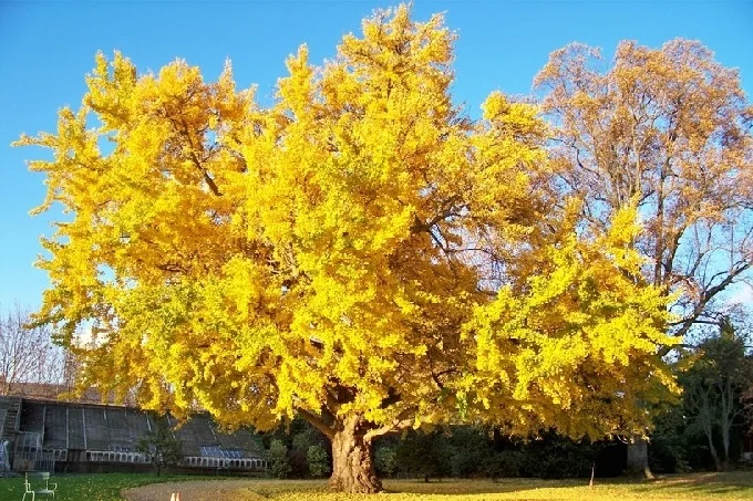 Ginkgo trees are unique, almost immortal plants