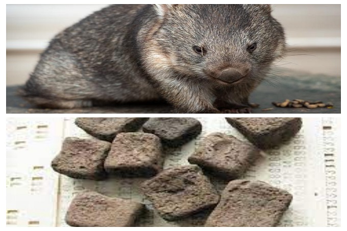 Why wombats have square poop and other scientific puzzles that had too simple a solution