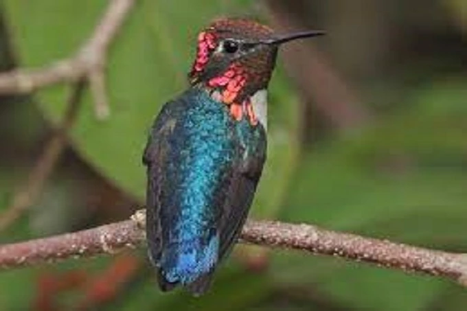 The smallest bird in the world: how the bee hummingbird looks like