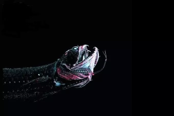 Scaly dragonfish