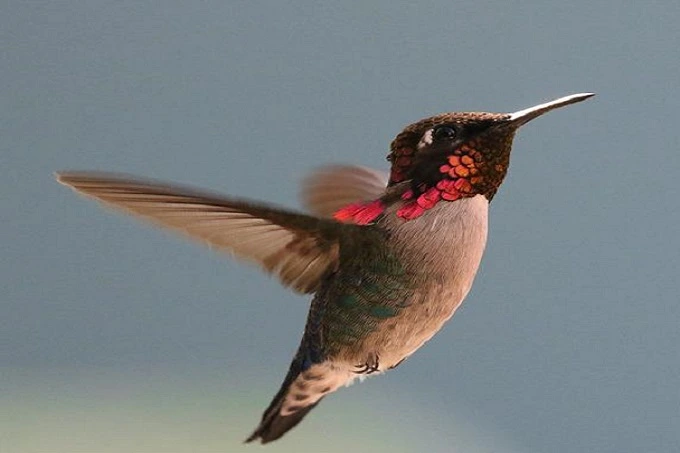 The smallest bird in the world: how  the bee hummingbird looks like