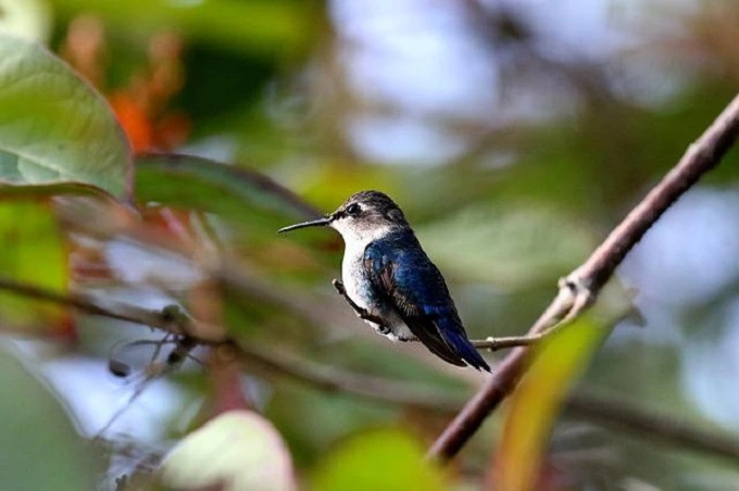 The smallest bird in the world: how the bee hummingbird looks like