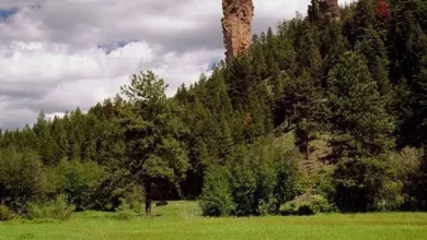 Steins Pillar: A lighthouse in the forest that man did not create