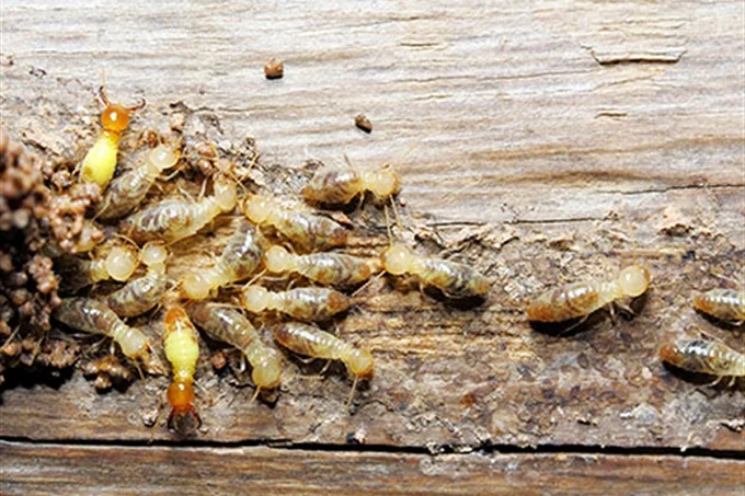 Termites consumed N17bn