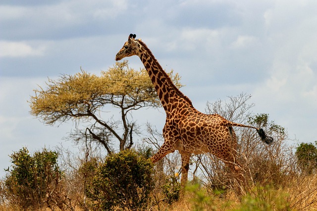  Kenya: The beauty of African wildlife