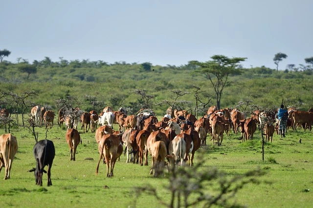  Masai Mara National Park. Kenya