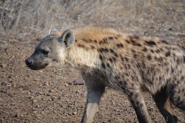 Kruger National Park, South Africa