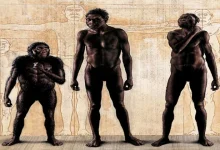 Representatives of the human race became the direct ancestors of Homo sapiens