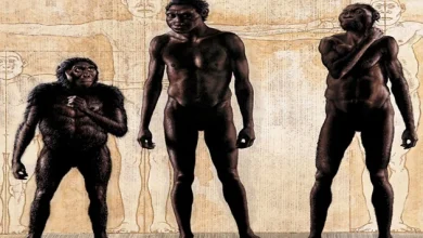 Representatives of the human race became the direct ancestors of Homo sapiens