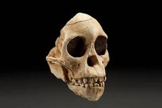 The skull of an Australopithecus child, South Africa