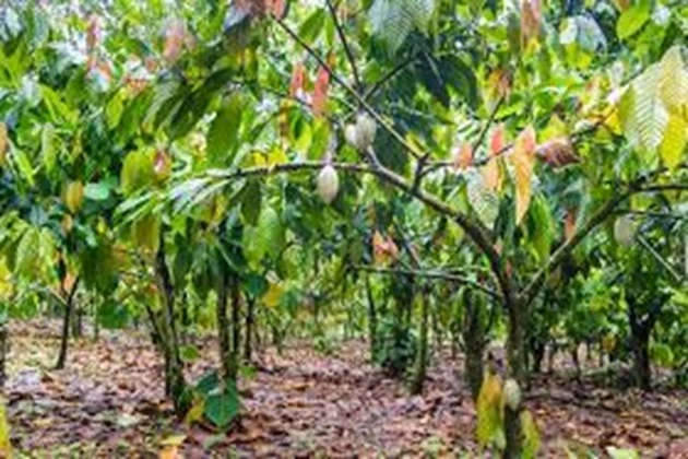 Another Secret of Mayan Cacao