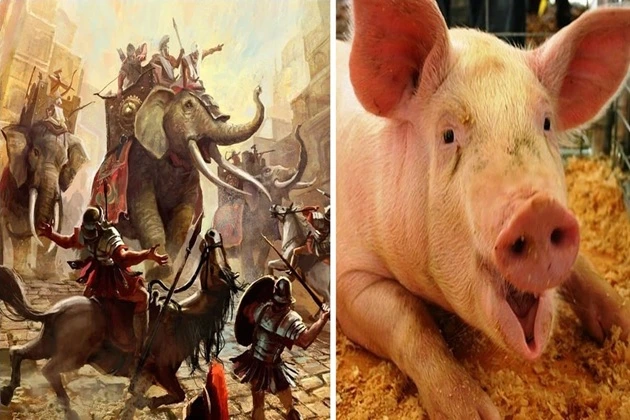 Sometimes the pigs caused harm to their own army.
