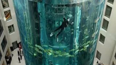 Inhabitants of DomAquaree.