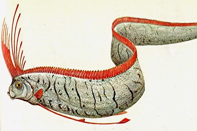 Oarfish
