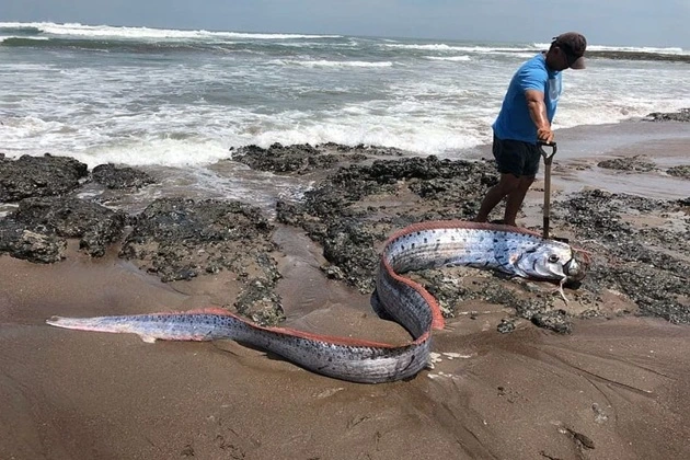Oarfish