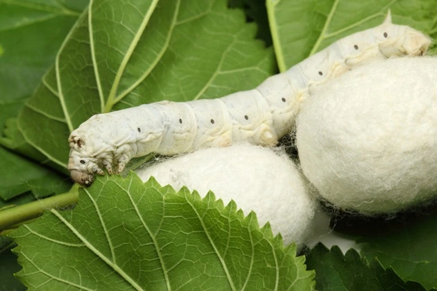 Silkworm
