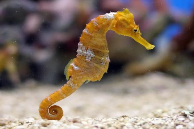 The Seahorse
