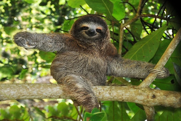 The three-toed Sloth