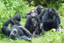 A chimpanzee hike in Kibale National Park. Uganda.