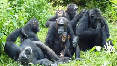 A chimpanzee hike in Kibale National Park. Uganda.