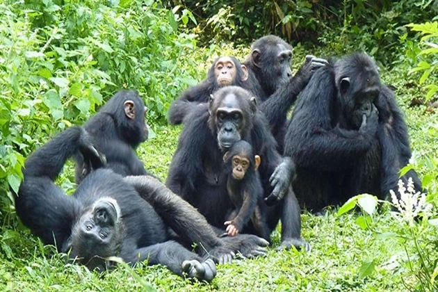 A chimpanzee hike in Kibale National Park. Uganda.