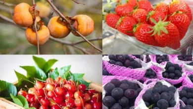 Fruits and berries as a gift.