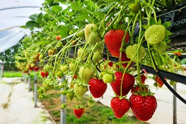 Growing elite varieties of fruits and berries.