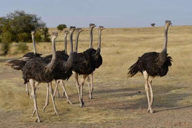 North African ostrich.