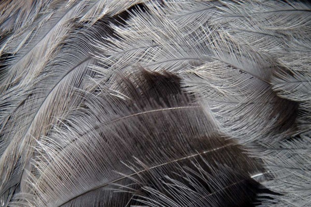 The end of fashion for Berber ostrich feathers