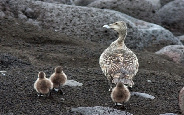 Bird colonies on Surtsey Island
