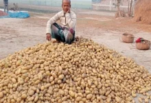 Potato crop failure paralyzed the country.